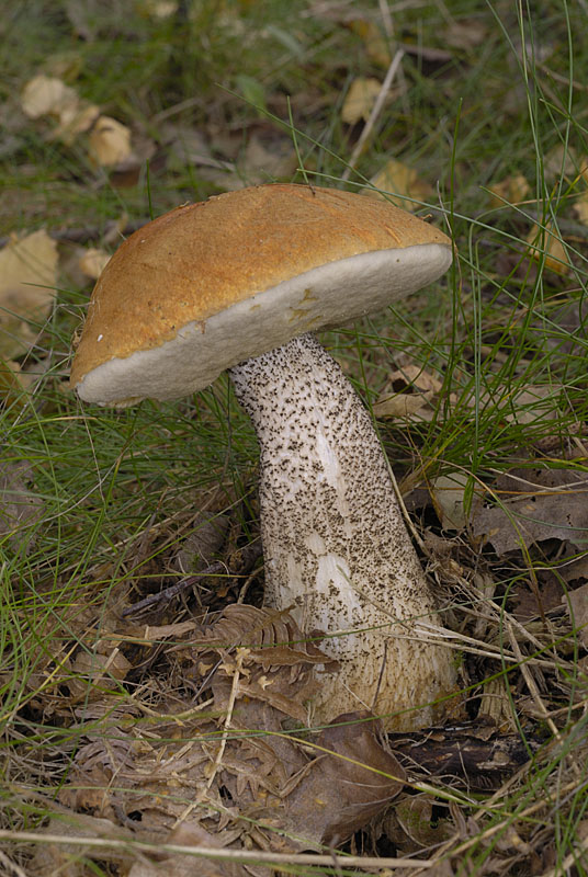 Leccinum versipelle